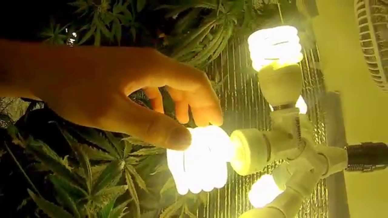 How To Grow Your Own Cannabis/THC With CFL (Compact Flourescent Lights) tips and tutorial DIY.
