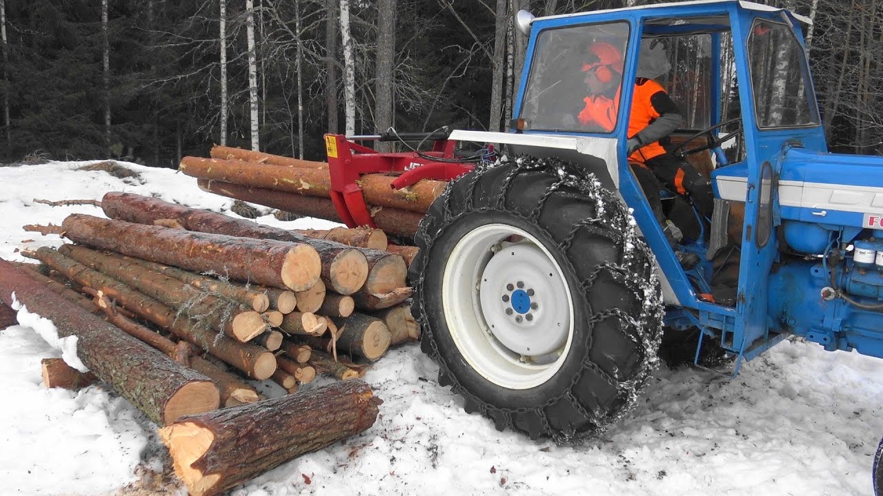 Varma männyn kaato | Pine Felling