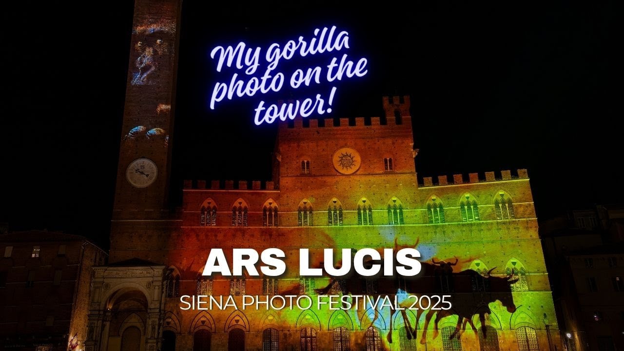 My award winning photo of a gorilla on the bell tower of the Palazzo Pubblico Siena Photo Festival