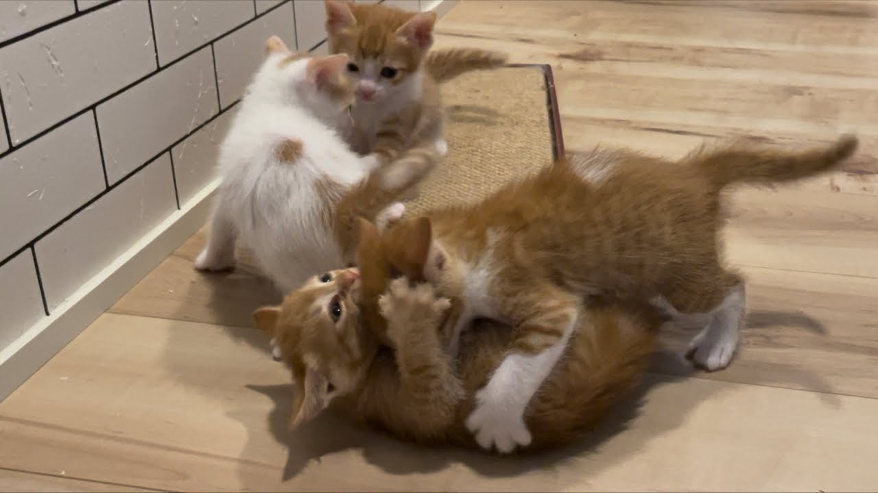 こつぶっ子と遊ぶ配信★6匹の名前も発表します【黒猫かのみく】
