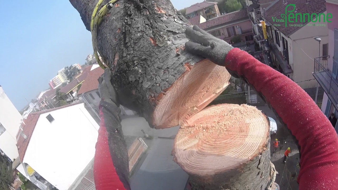 Abbattimento Controllato abete bianco - Vivai Pennone Alessandria - Tree Climbing