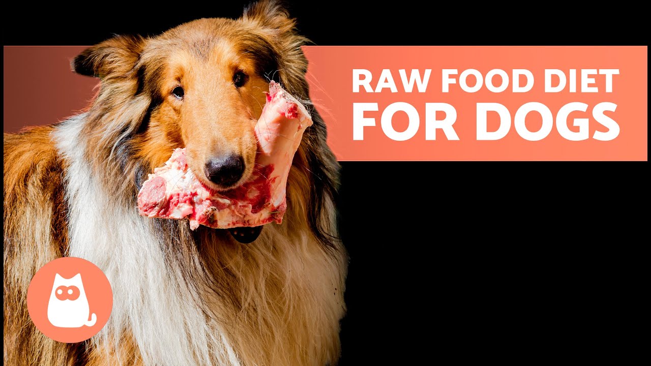 How to START the BARF DIET for Your DOG 🥩✅ (3 Ways)
