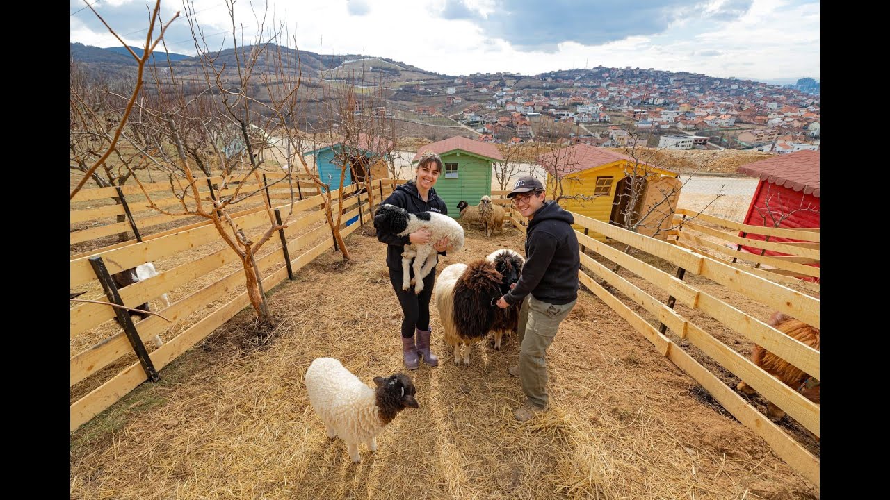 Si i ushqejmë kafshët në fermë 🐑🐴 | Lazdrohu Farm