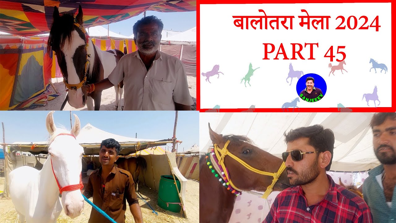 बिकाऊ घोड़े - पार्ट 45 Balotra Horse Market 2024 Tilwada Pashu Mela Horse Sale Price Video