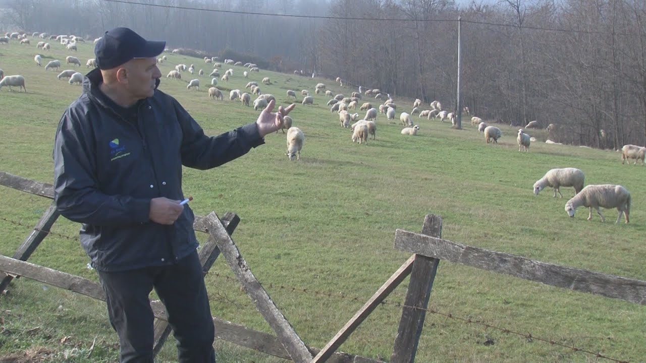 Najvece stado SJENICKIH PRAMENKI VAN SJENICE  -  PRELEPO  - proplanak i na njemu STOTINE ovaca