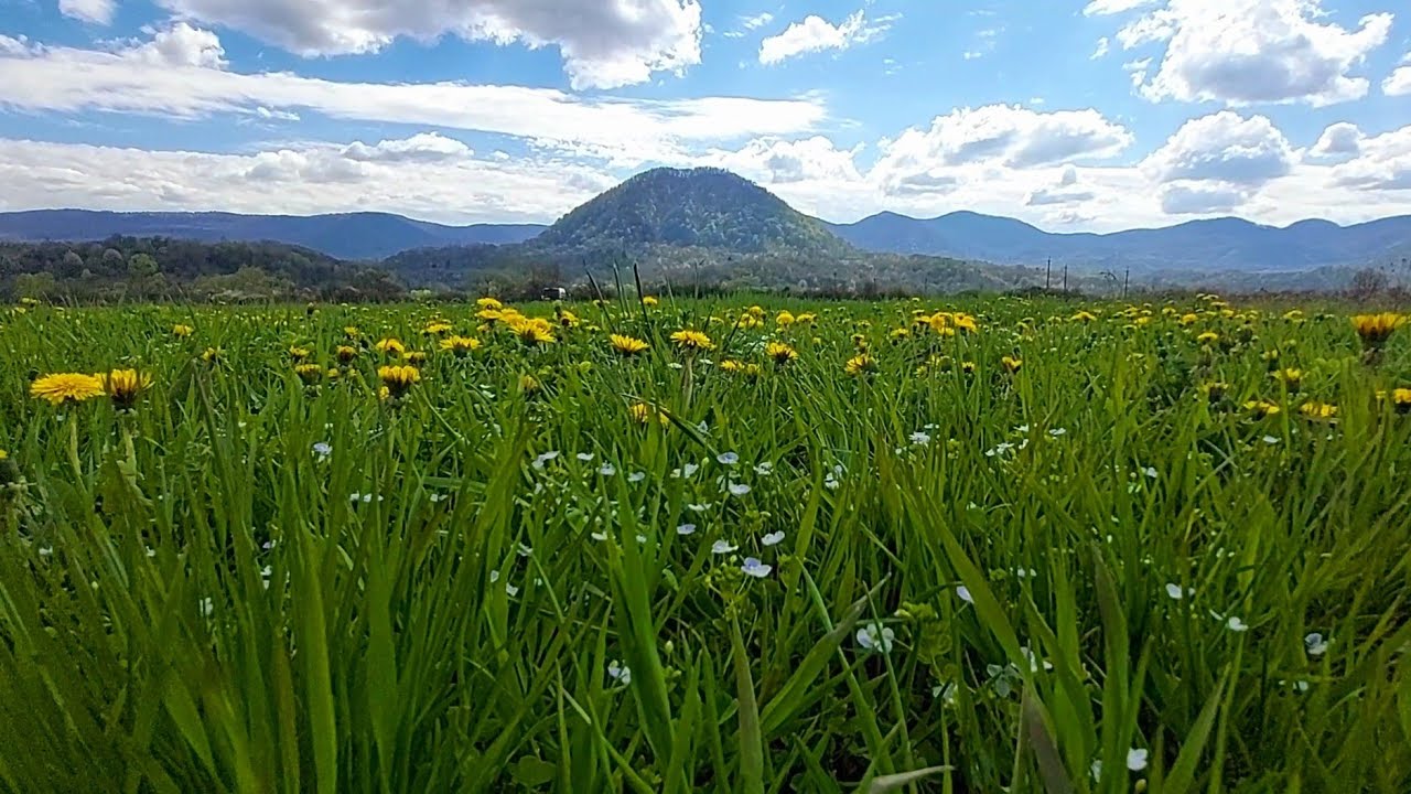 🍀🌸☘Весняна Яблунівка. Центральна вулиця. Їдемо до Румунського кордону. Закарпатський діалект.🍀💓☘