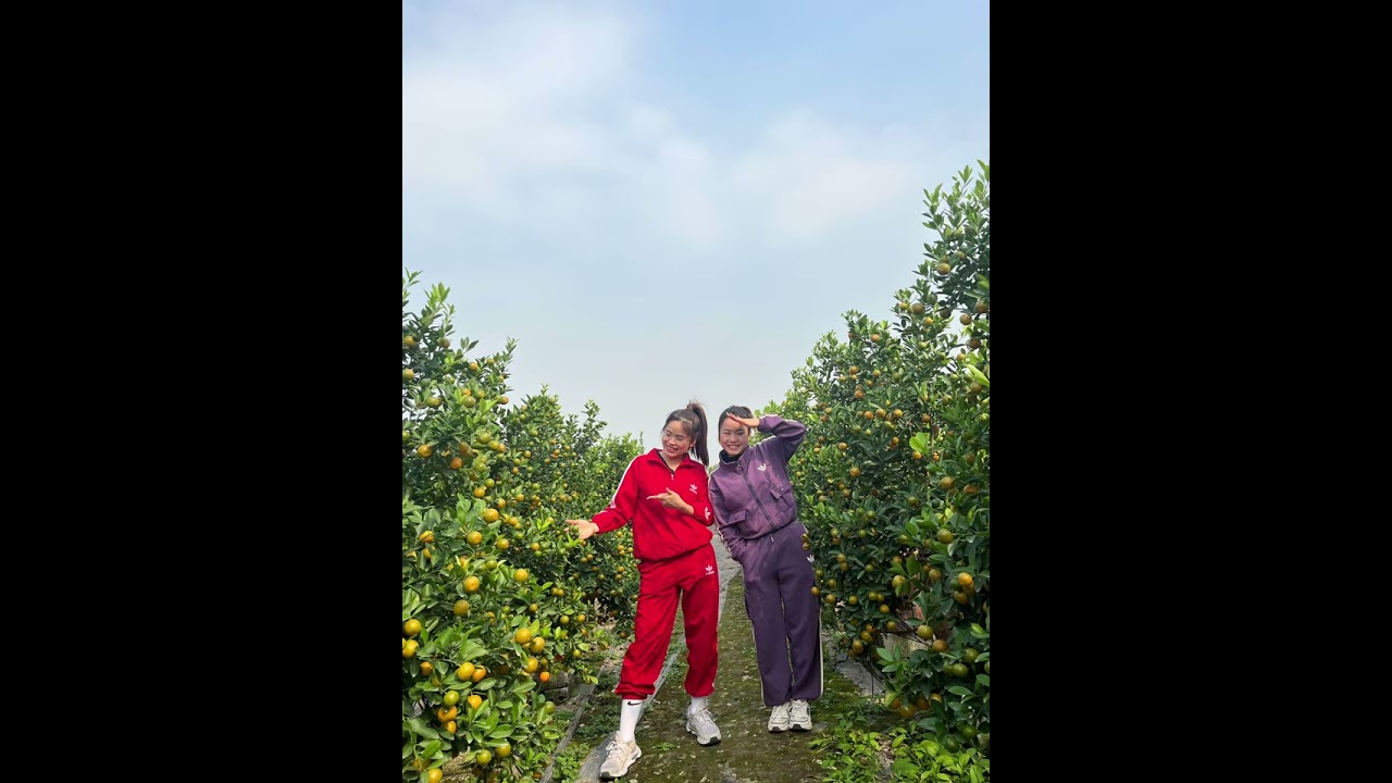 Nhạc mushup Đón xuân & Xuân phát tài