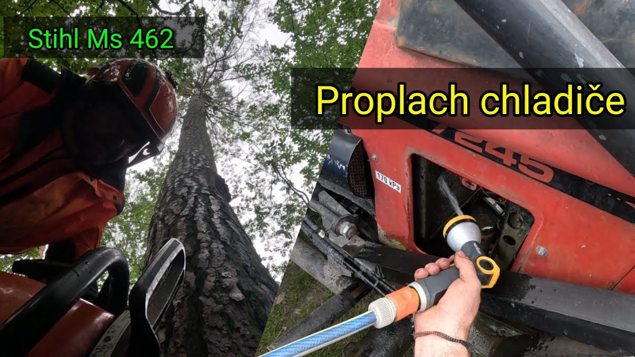 Těžba dřeva,proplach chladiče Zetor 7245 a vytočil mě do běla houbař 😡, Stihl Ms 462