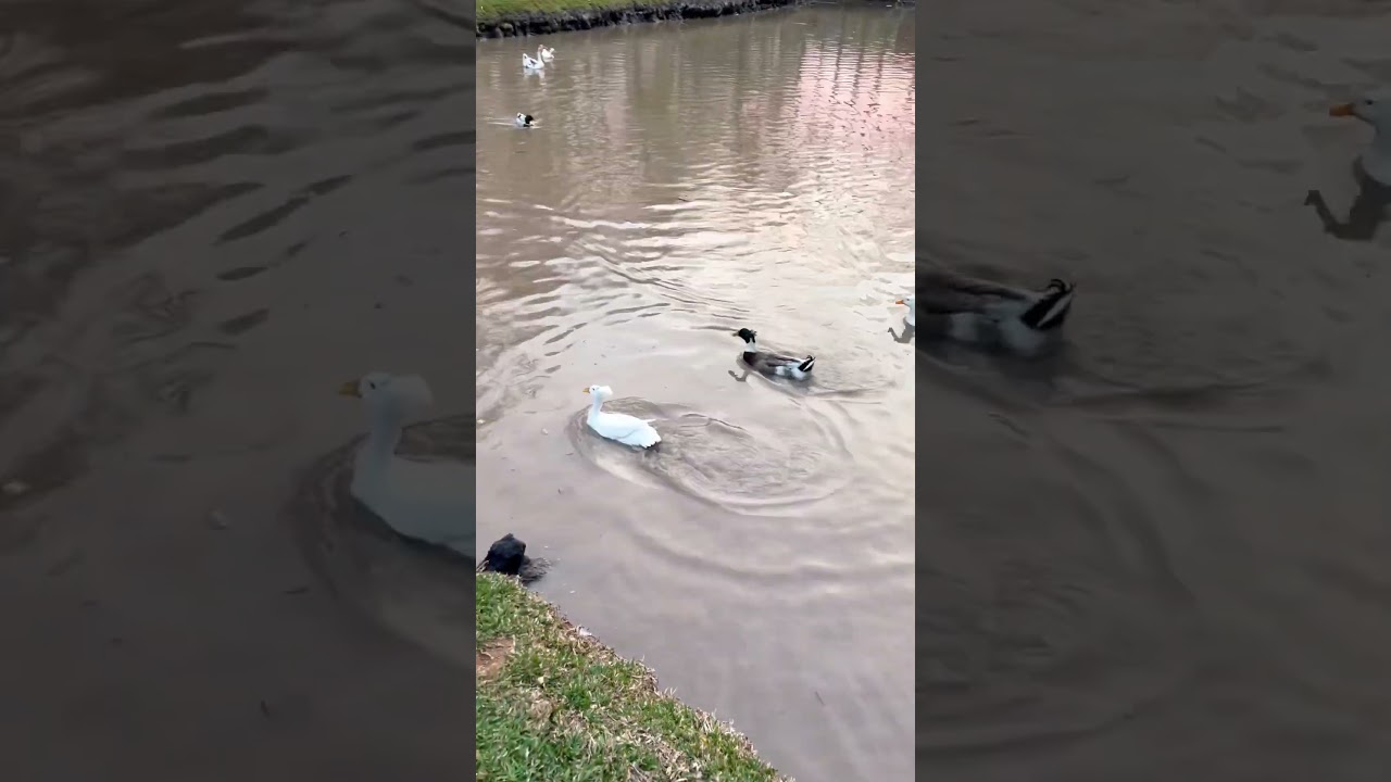 A MARGARIDA NAMOROU PELA PRIMEIRA VEZ *ela acasalou*