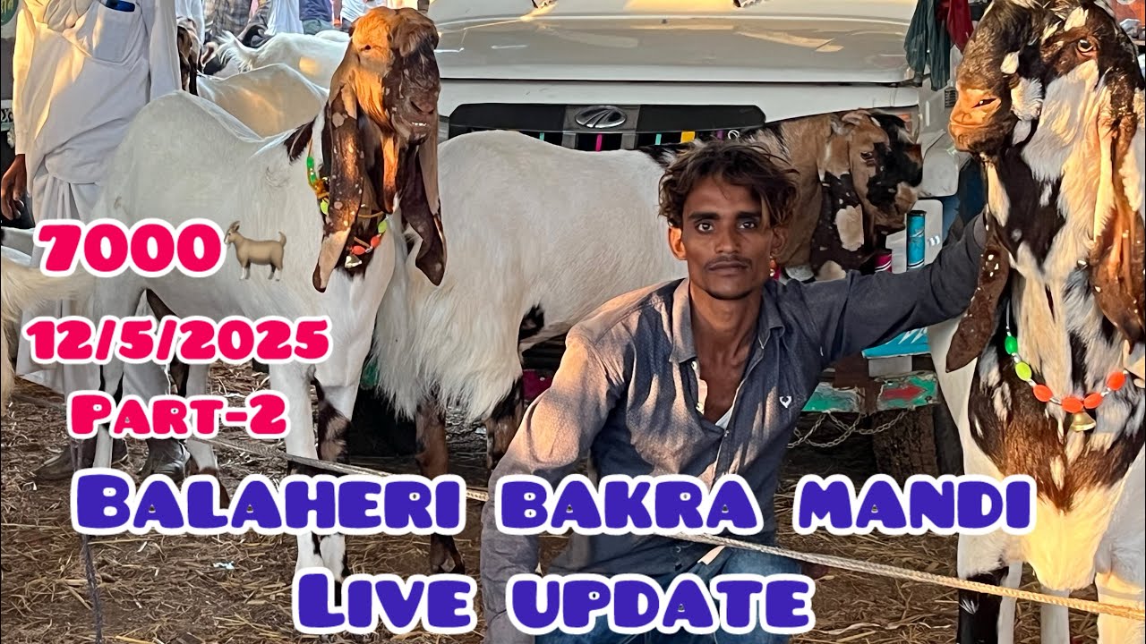 Rajasthan Ke Sabse Sasti Bakra Mandi Balahri l| the biggest mandi of Rajistan || live update