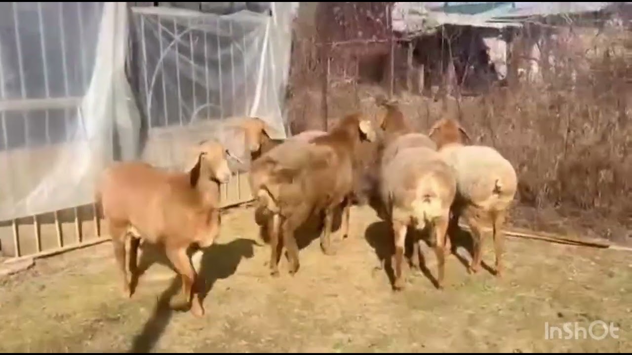 6 баш арашан ургачы козулар сатылат 0703030135