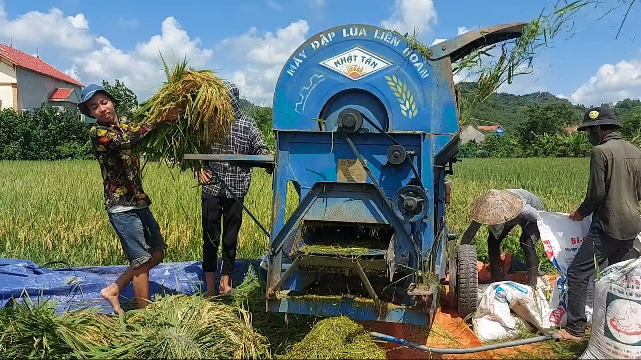 Máy tuất lúa | Tuấn Quỳnh TV