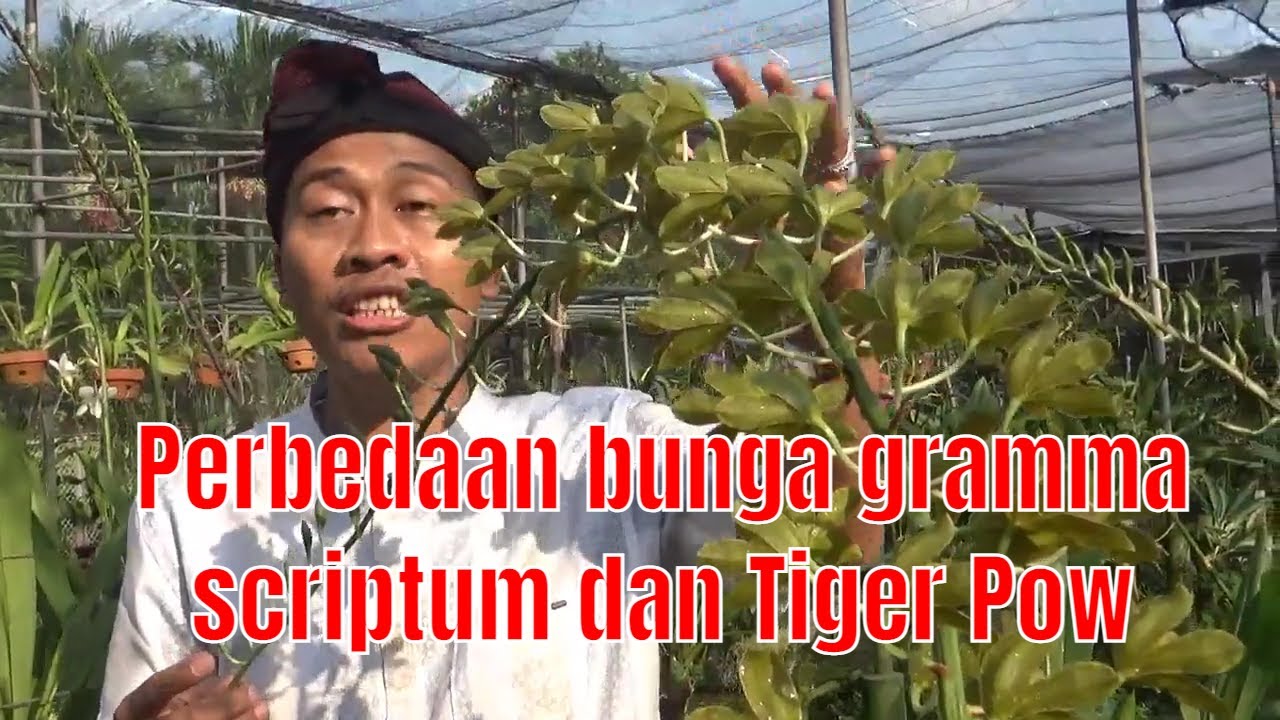 Bahagianya ketika melihat Grammatophyllum scriptum dan Tiger Pow berbunga