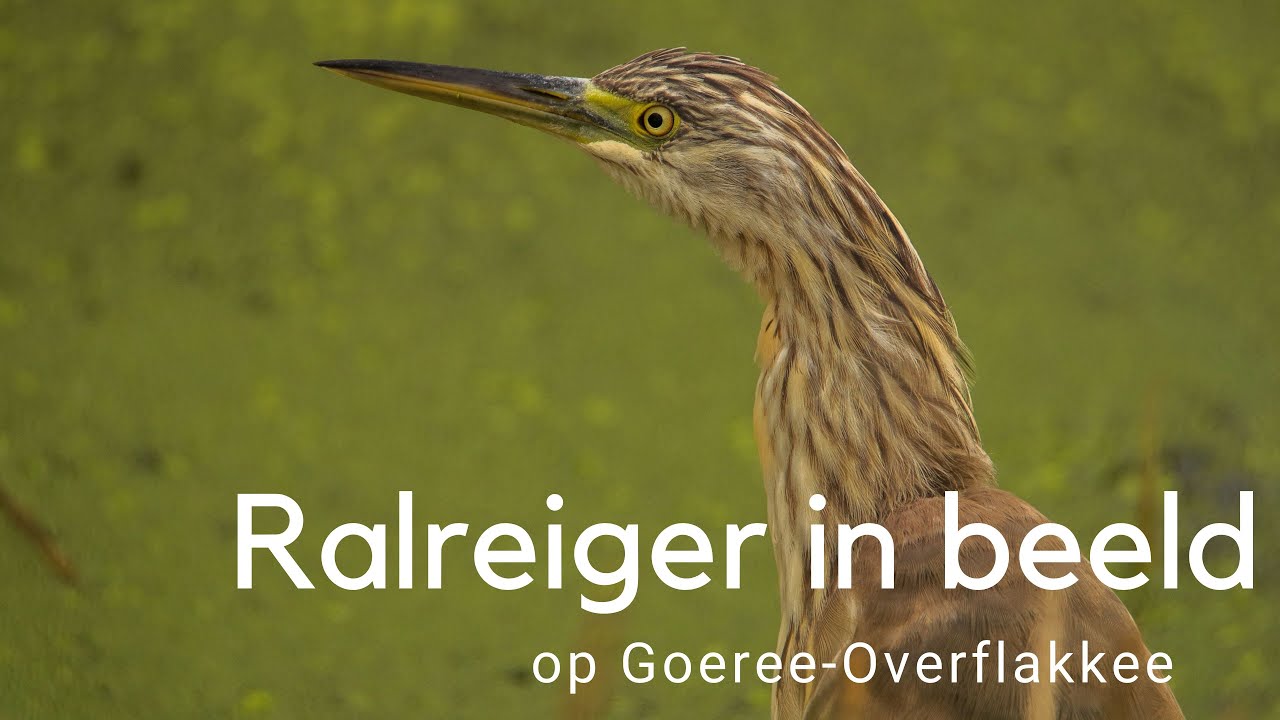 Ralreiger in beeld #800