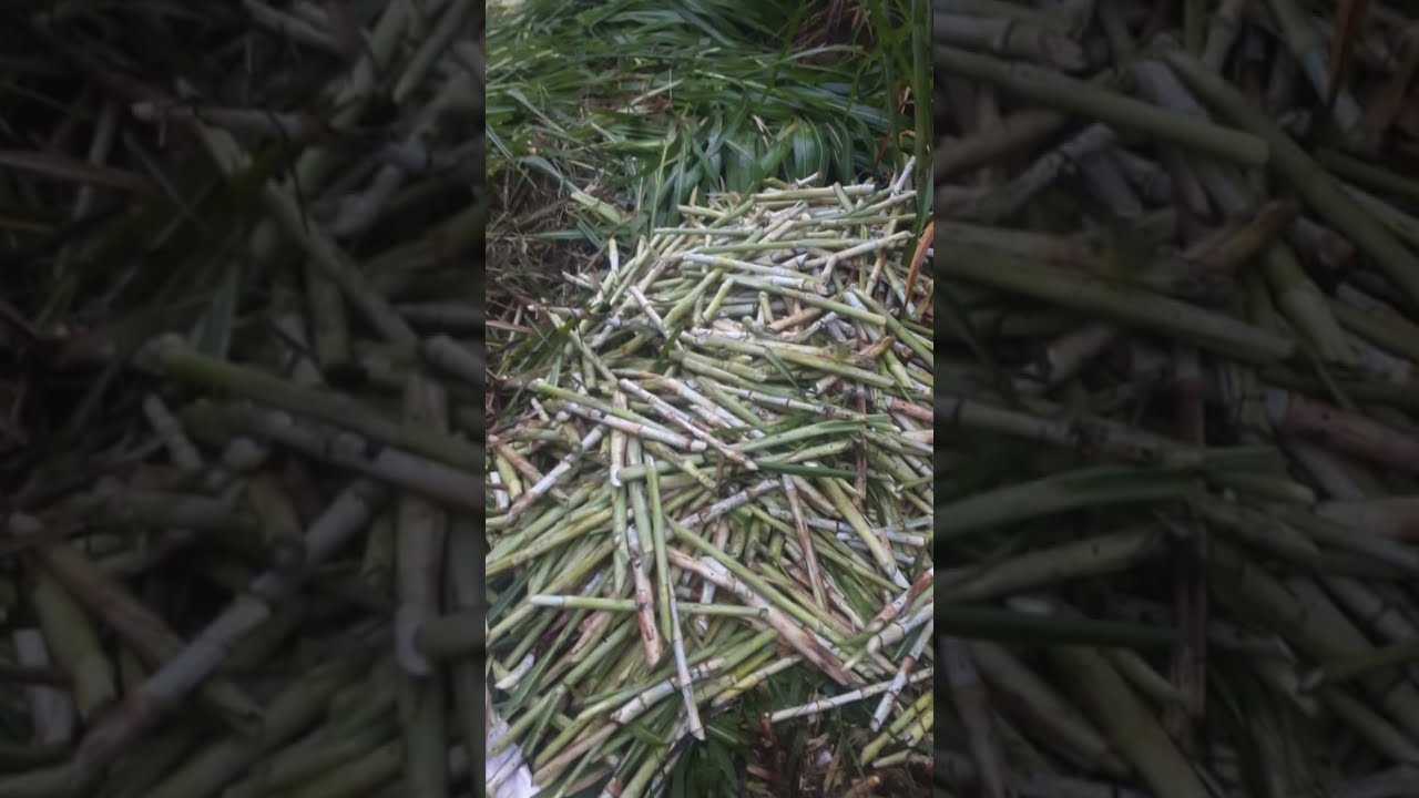 How to Plant Bana Grass