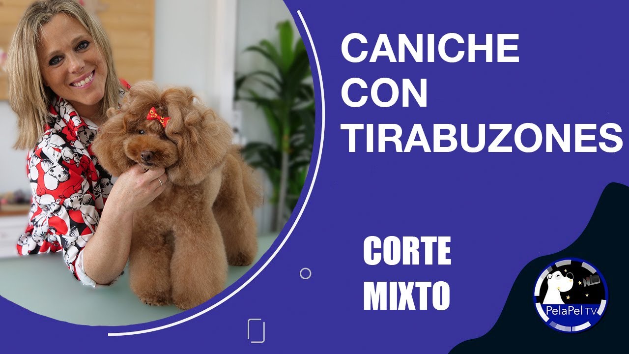 Cómo cortar el pelo a un perro, CANICHE corte mixto, con tirabuzones  Lidia López