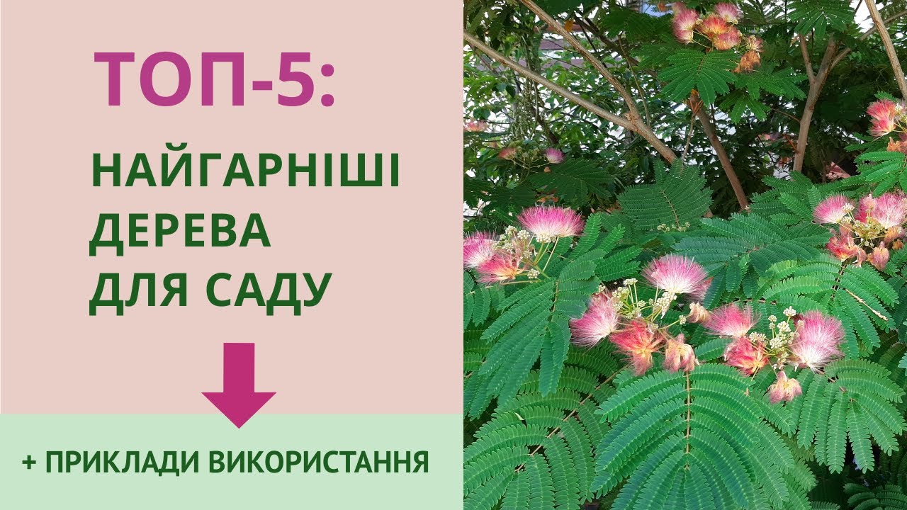 Самые красивые и нетребовательные декоративные деревья для сада