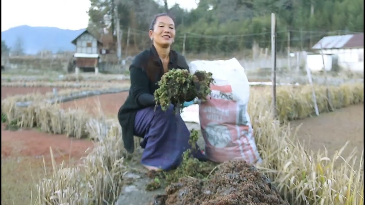 From Pond to Garden: Collecting Azolla for Garden Fertilizer 