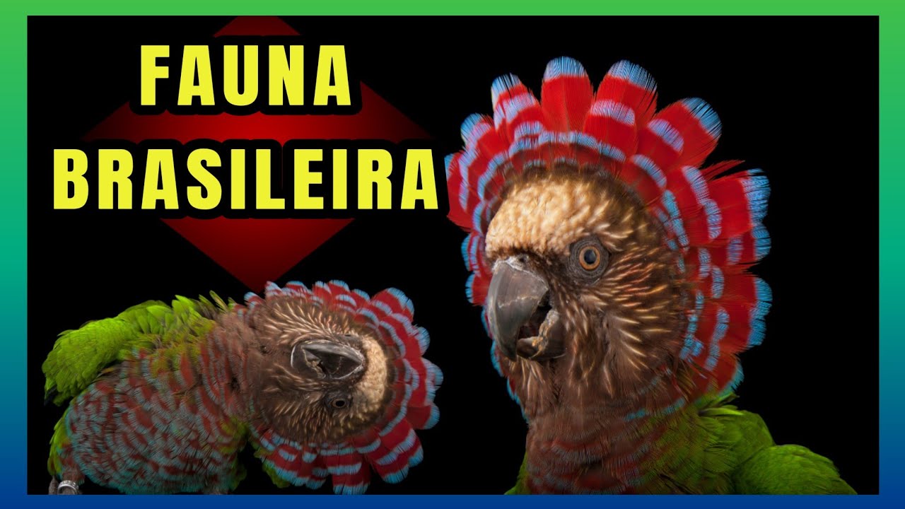 ANAC&Atilde;|O &Uacute;NICO PSITAC&Iacute;DEO BRASILEIRO QUE POSSUI COCAR
