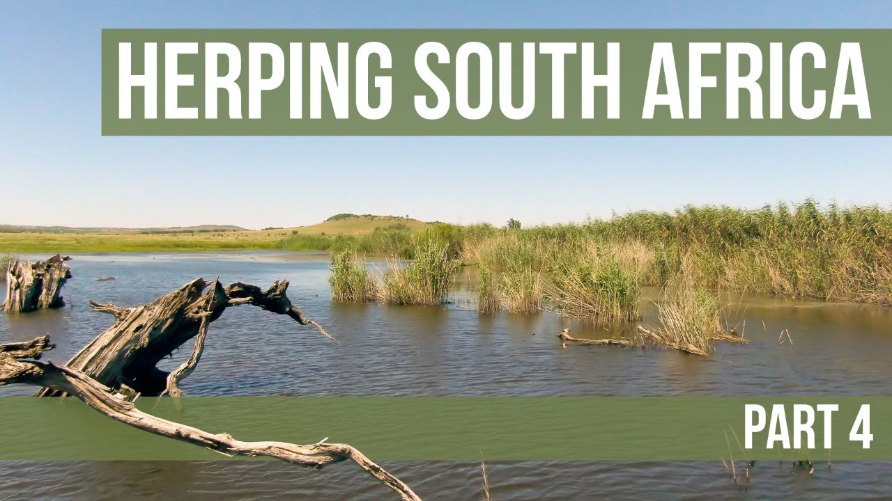 Herping South Africa Part 4 - Potchefstroom