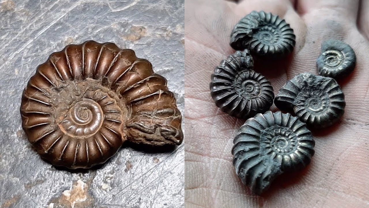 Fossil Hunting Lyme Regis