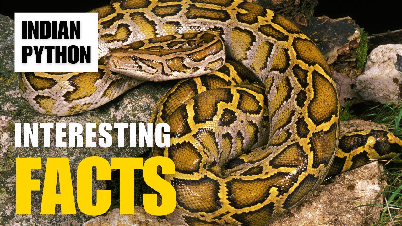 Exploring the Fascinating World of Indian Python | Interesting Facts | The Beast World