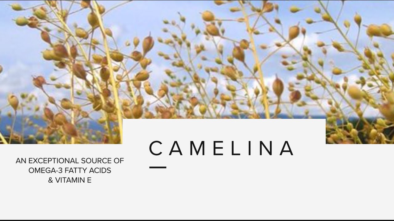 Camelina research - Diverse Field Crops Cluster