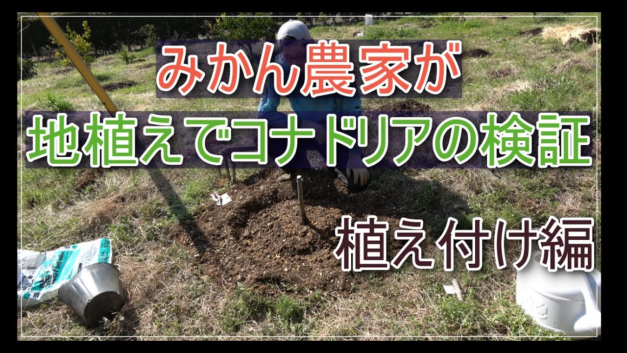 【地植えいちじく】コナドリア検証、植え付け編【その１】