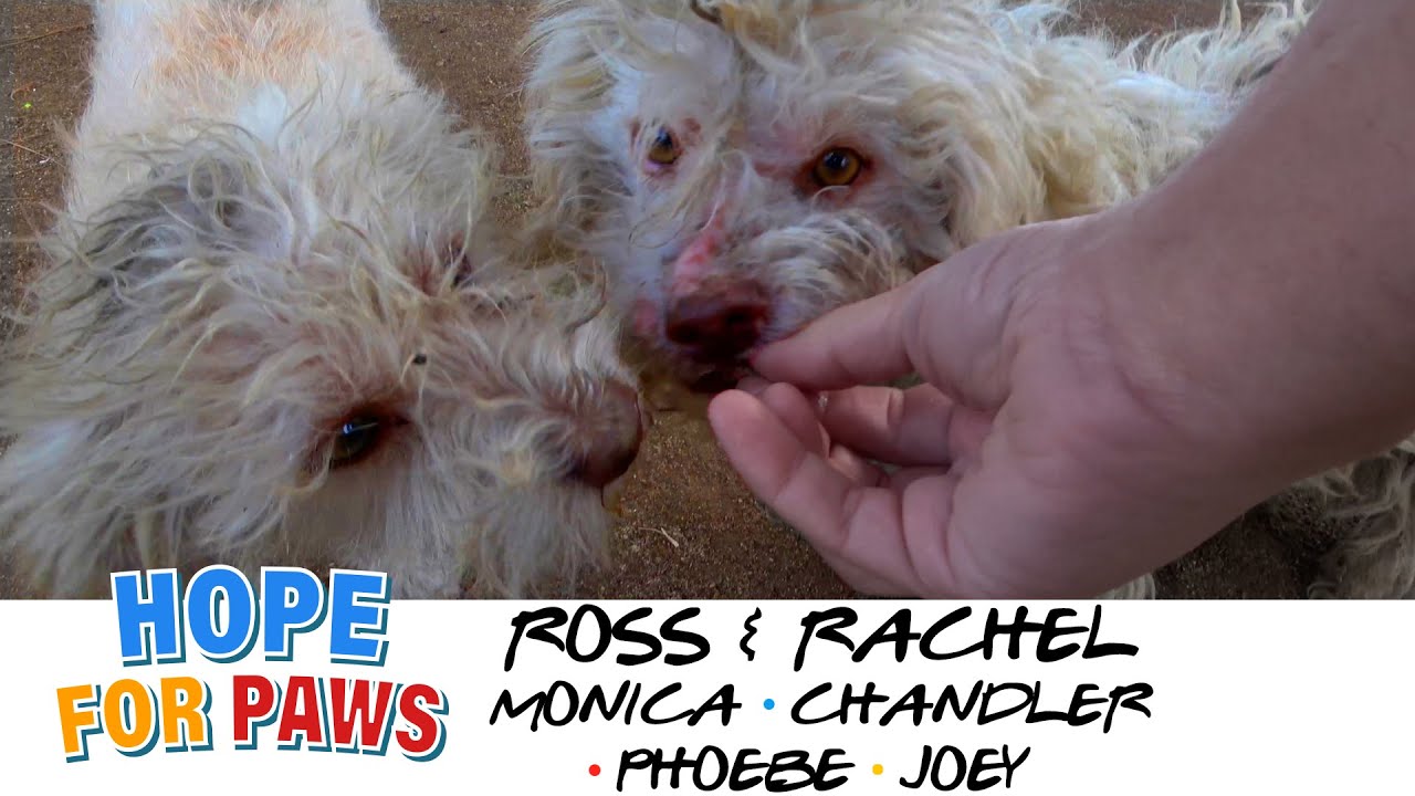 Two abandoned friends living on the streets, one of them had a BIG SECRET! WATCH UNTIL THE END #dogs