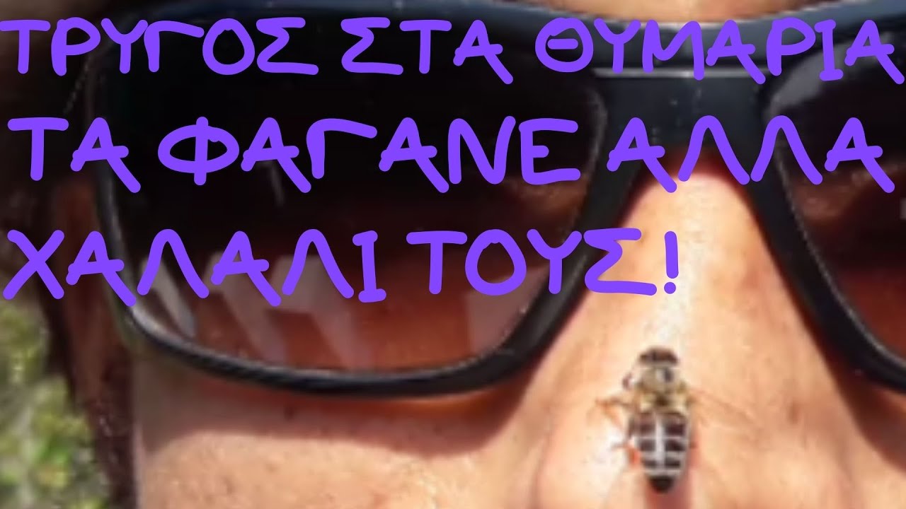ΤΡΥΓΟΣ ΜΕΛΙΟΥ ΣΤΑ ΘΥΜΑΡΙΑ ΥΜΗΤΤΟΣ 7 2020