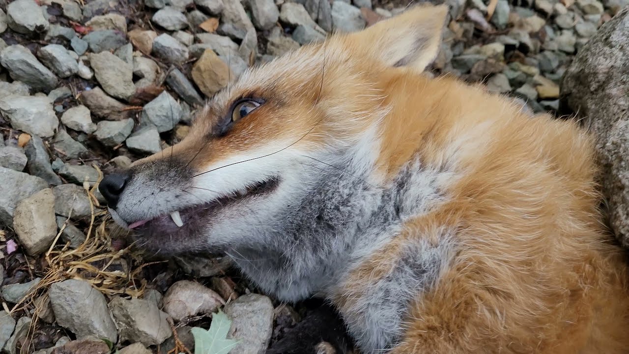 How many pets is too many pets for Finnegan Fox?