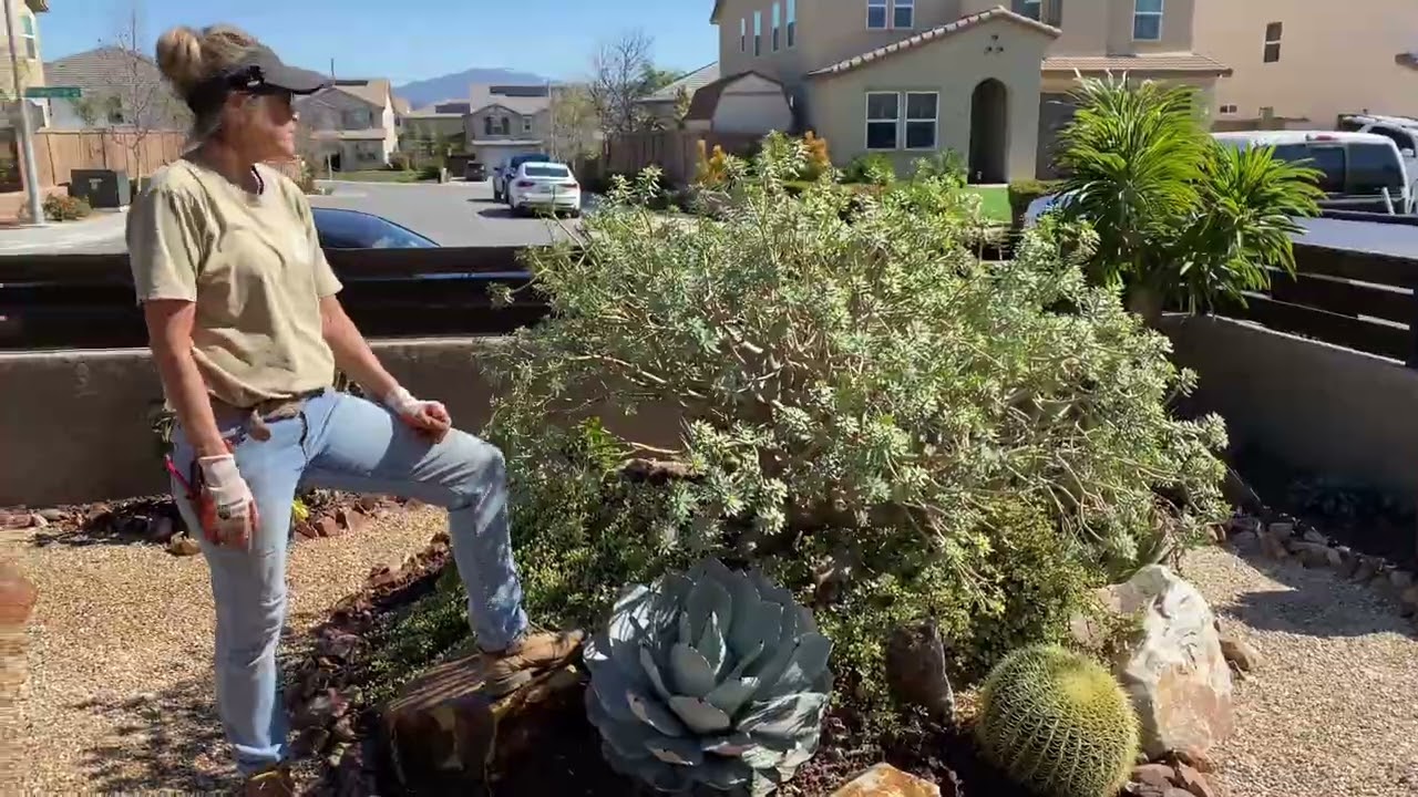 How to lace out a Succulent tree.