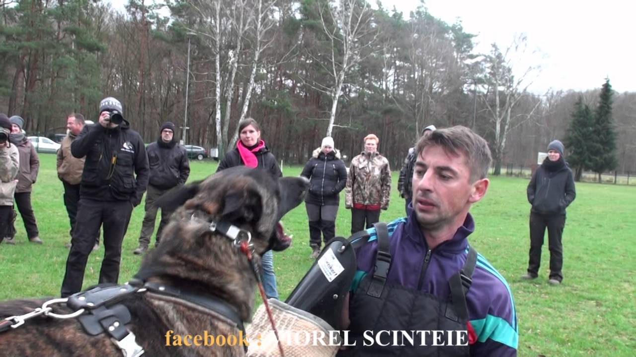 How i can teach a dog to bite a sleeve.This is how to train a dog protection with Viorel Scinteie