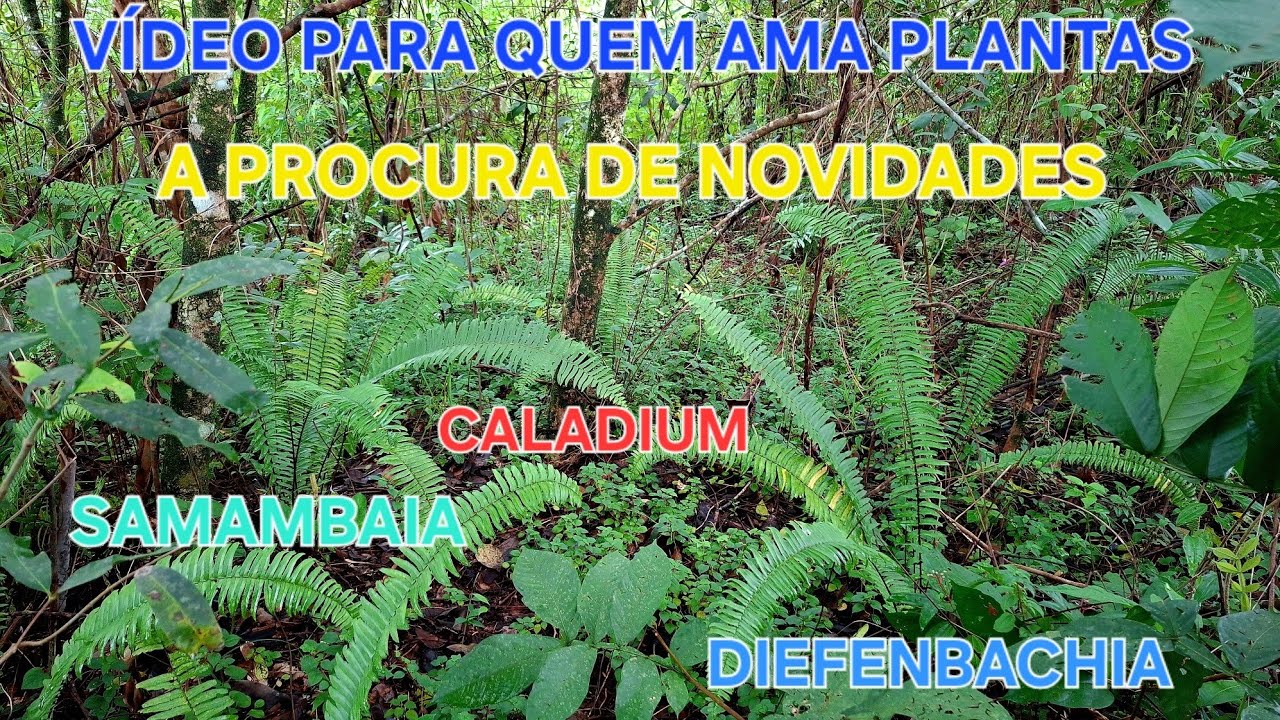 Procurando caladium  DIEFENBACHIA comigo ninguém pode  maranta 