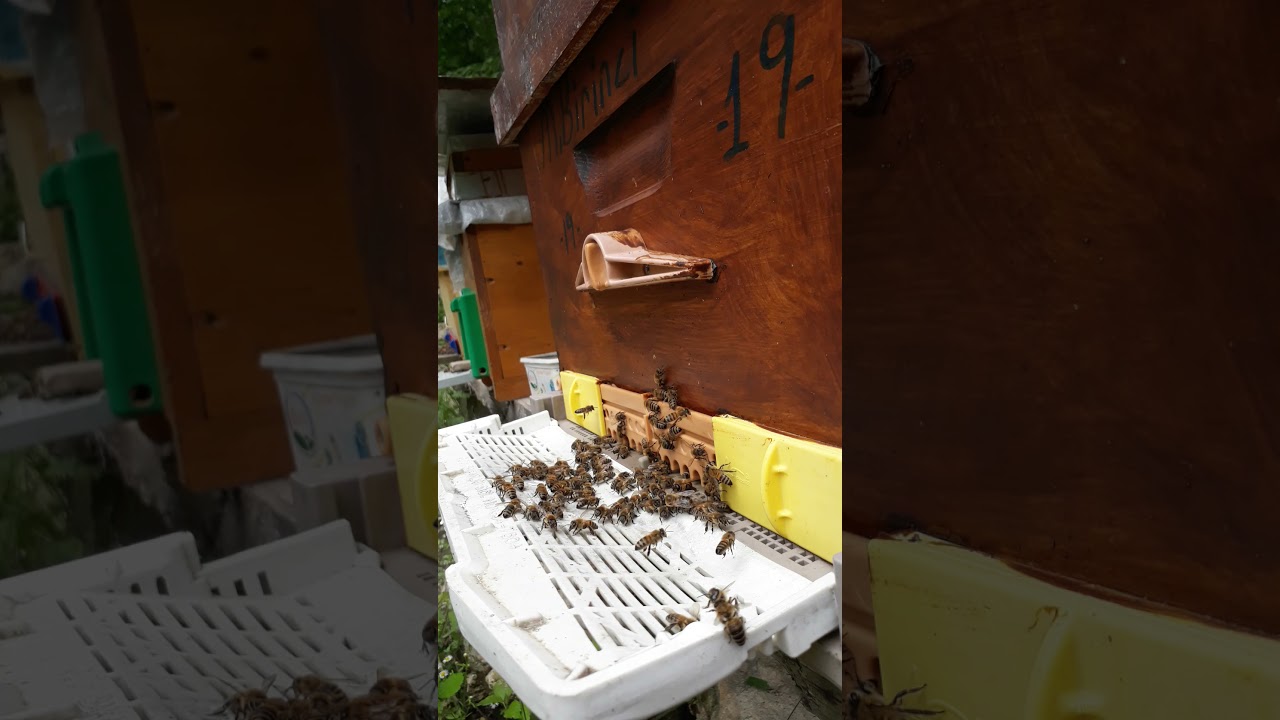 Ana ari uretimi#miller# yontemi..