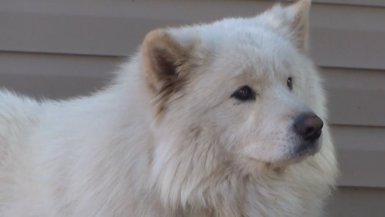 Lost dog found after five long days of searching