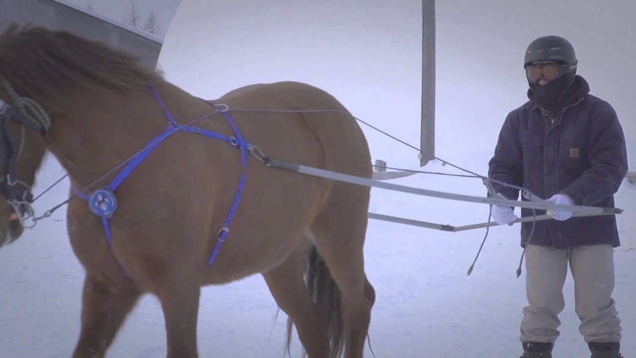 Cheval Canadien (Ski joering)