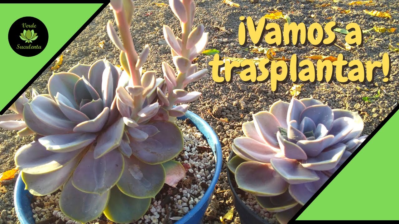 Echeveria Perle von Nurnberg para que crezca mucho!