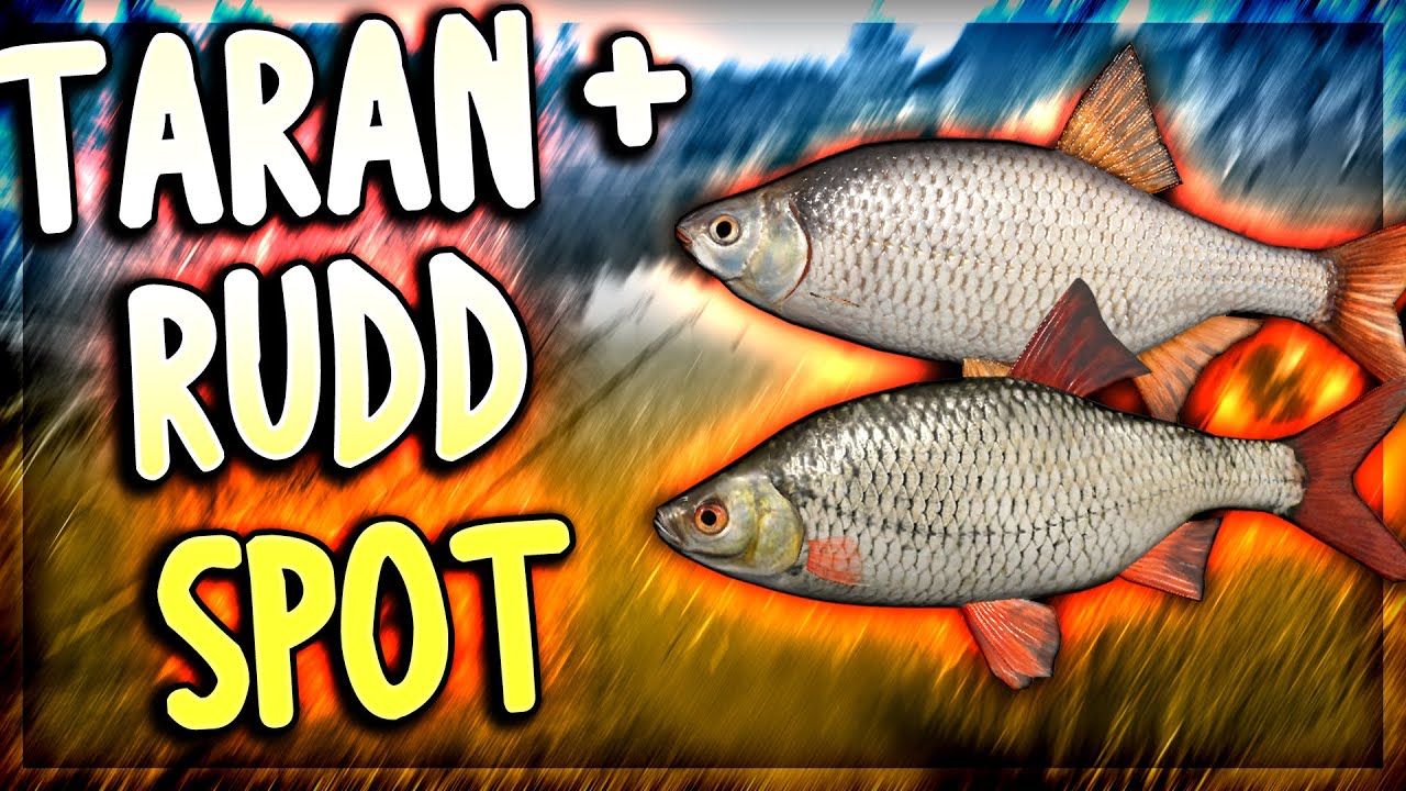 TARAN/RUDD SPOT SEVERSKY DONETS RIVER | Russian Fishing 4