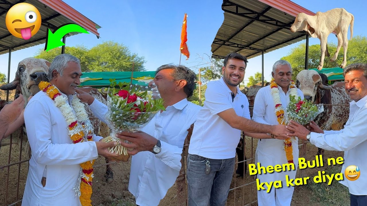 BHEEM Bull ne Ramesh bhai ke sath kya kar diya😂 ft Ramesh Bhai Rupareliya