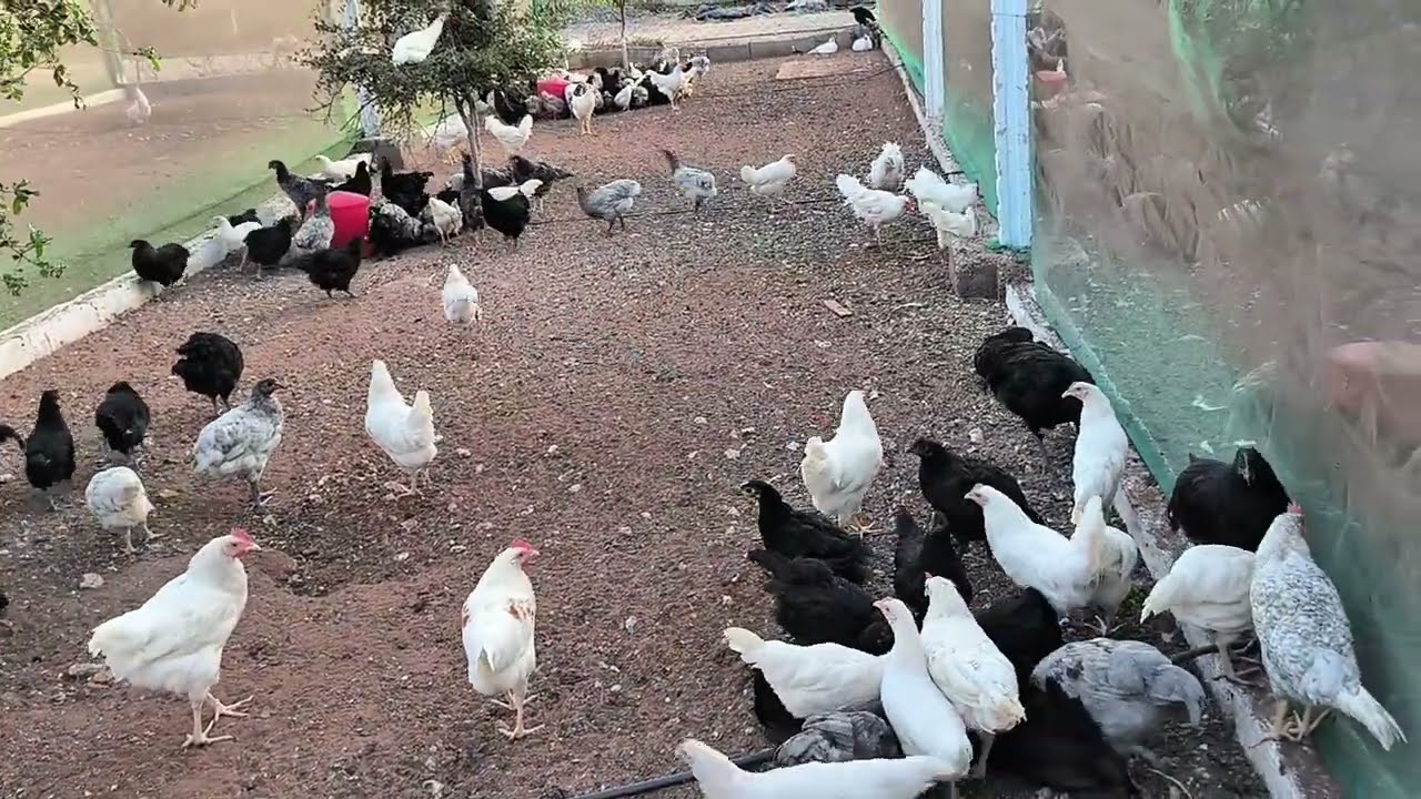 بعض النصائح📝 بناءا على تجربتنا في الميدان، تجهيز الديوك للبيع🐓💲💸