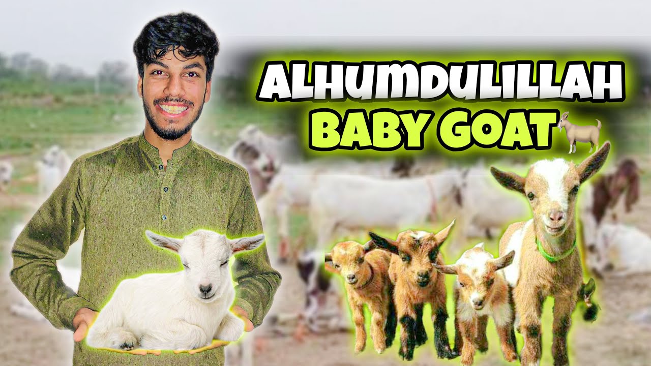 Alhumdulillah Baby Goat – Aaj Meri Bakri Ne Baby Goat De Diya” 🐐
