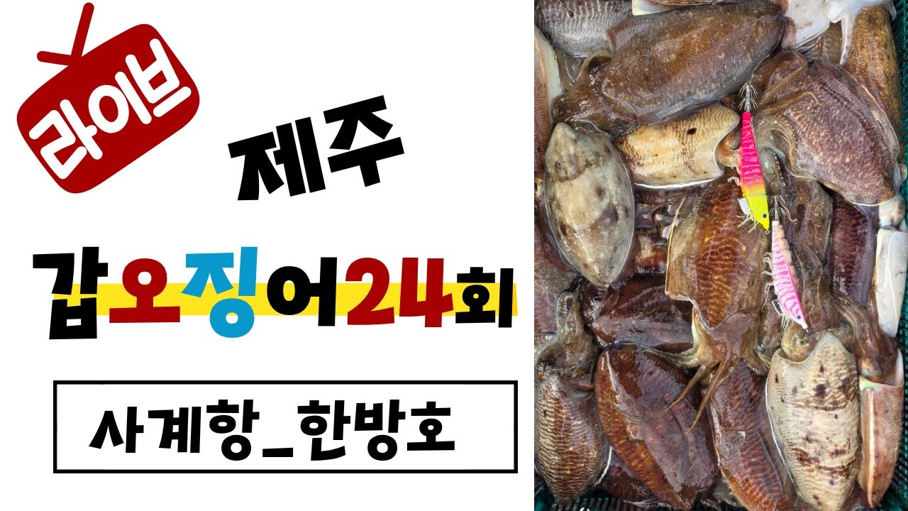 제주심해갑오징어24회차#서귀포사계항#한방호#안선장악바리에기#NH코리아