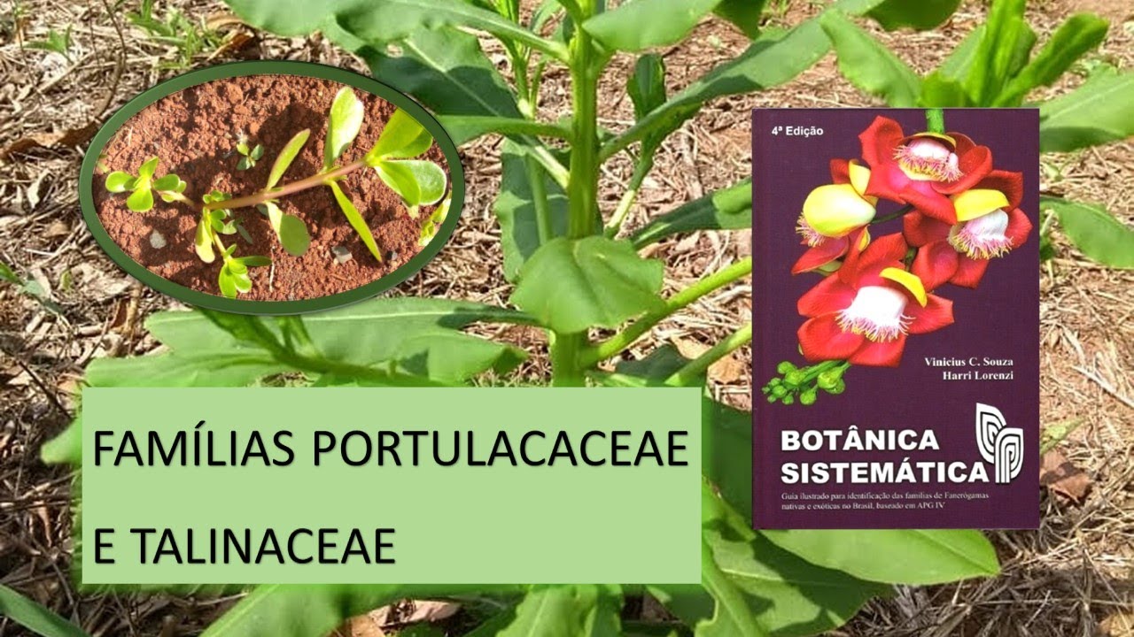 QUEM S&Atilde;O AS PLANTAS DAS FAM&Iacute;LIAS PORTULACACEAE E TALINACEAE
