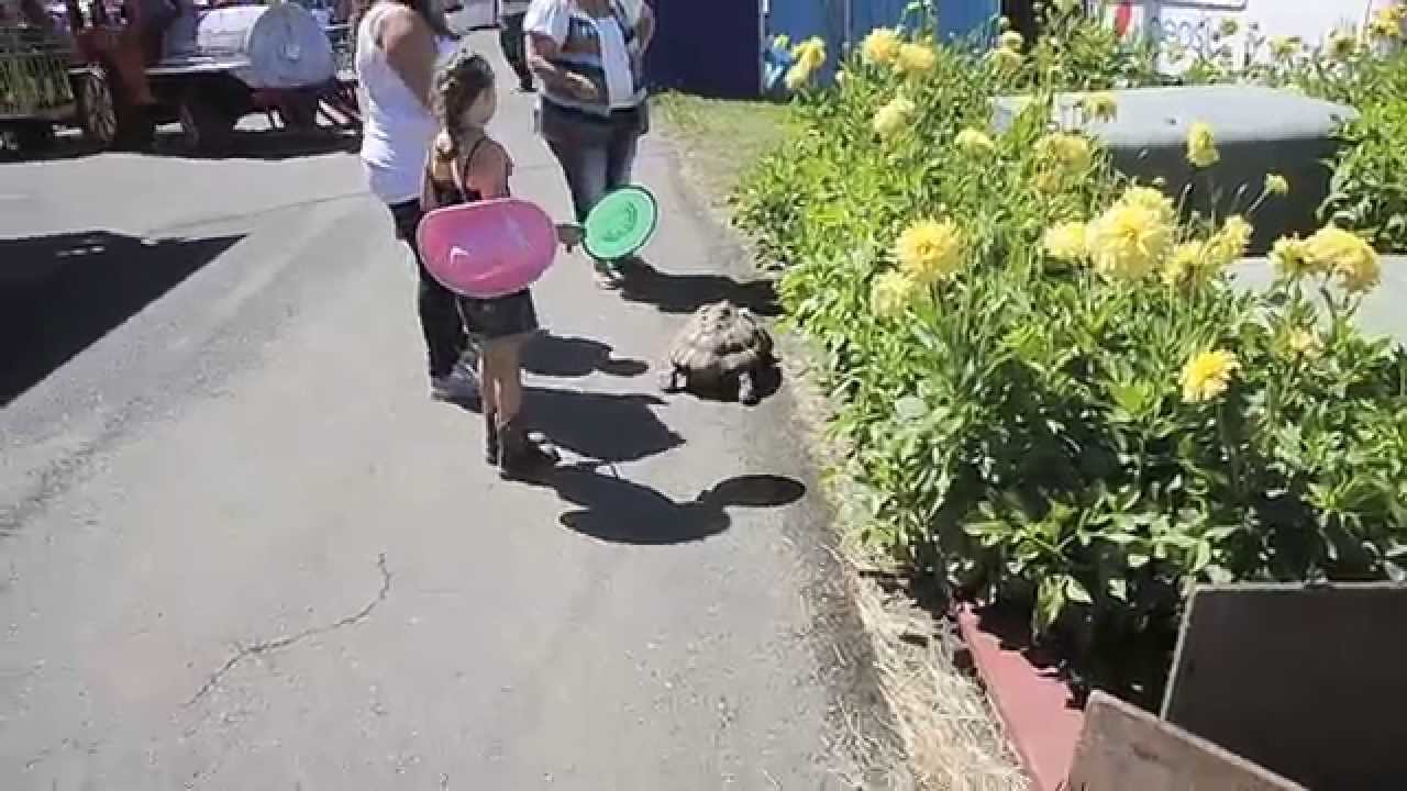Daring Tortoise escape at Coos County Fair