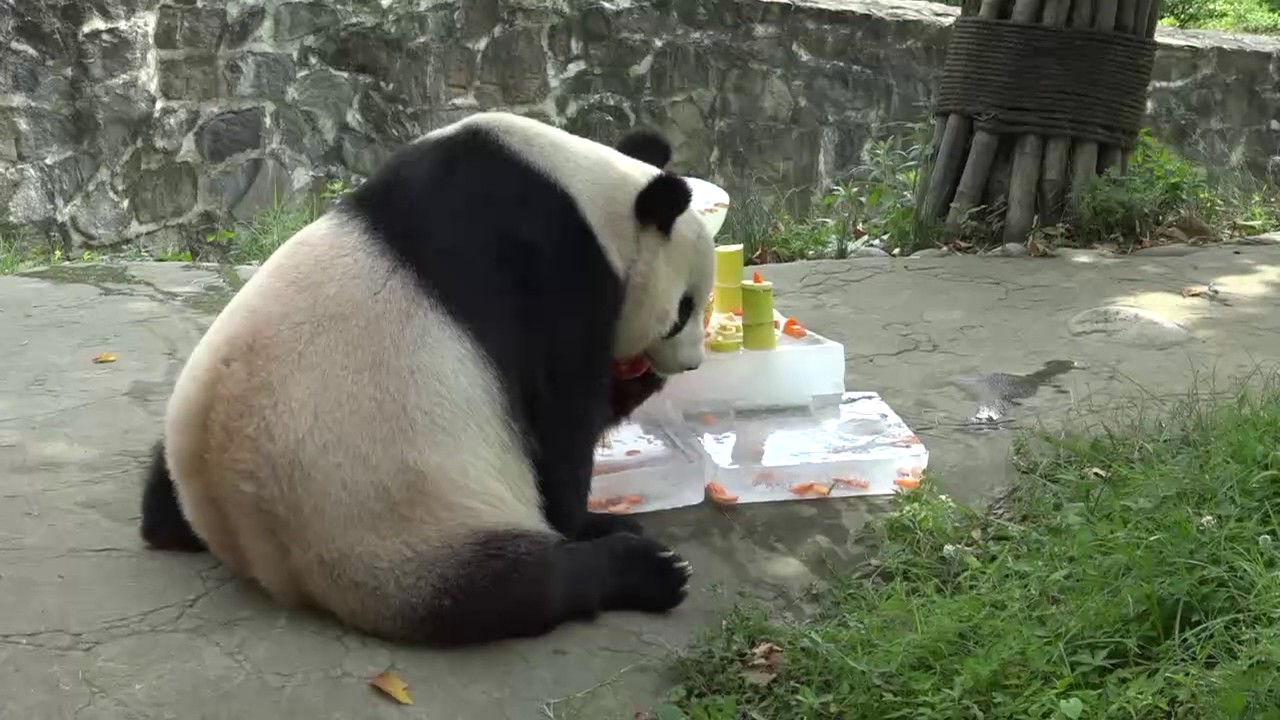12th birthday party of Tai Shan