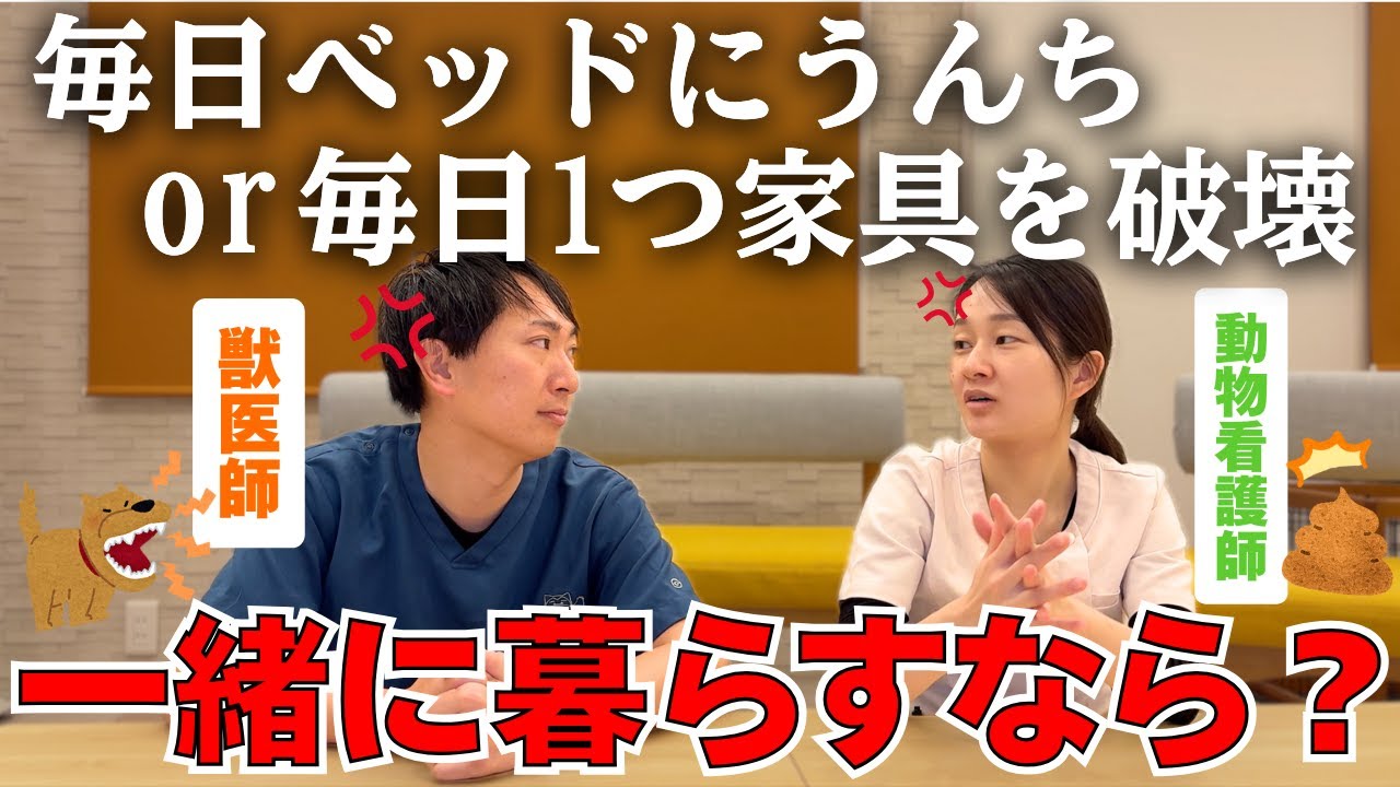 【犬猫】あなたはどっち？究極の２択ディベート対決