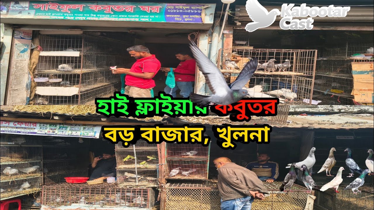 হাই ফ্লাইয়ার  কবুতরের দোকান বড়বাজার খুলনা kabootar cast