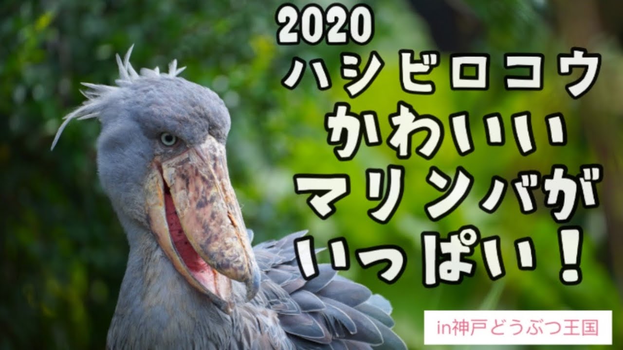 【神戸どうぶつ王国】ハシビロコウ　マリンバのカワイイがいっぱい！