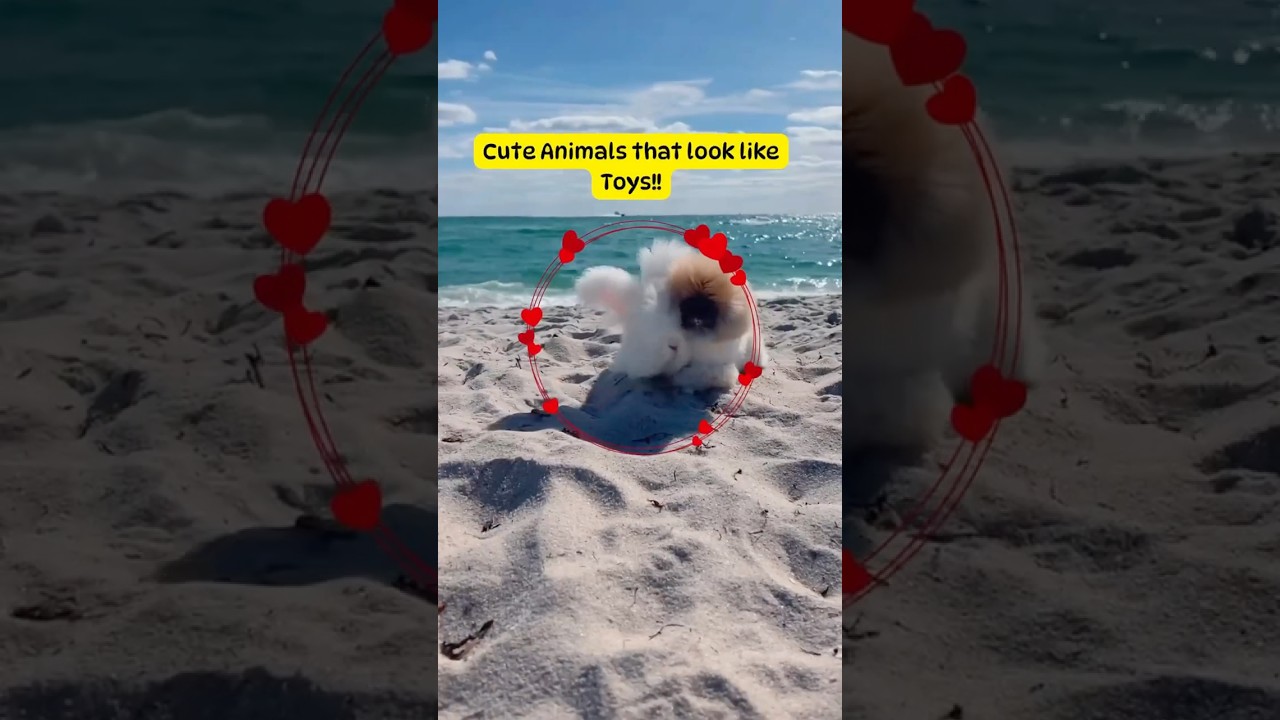 Fluffy Animals that look like toys #cuteanimals #funfact #animalfacts #fluffyanimals